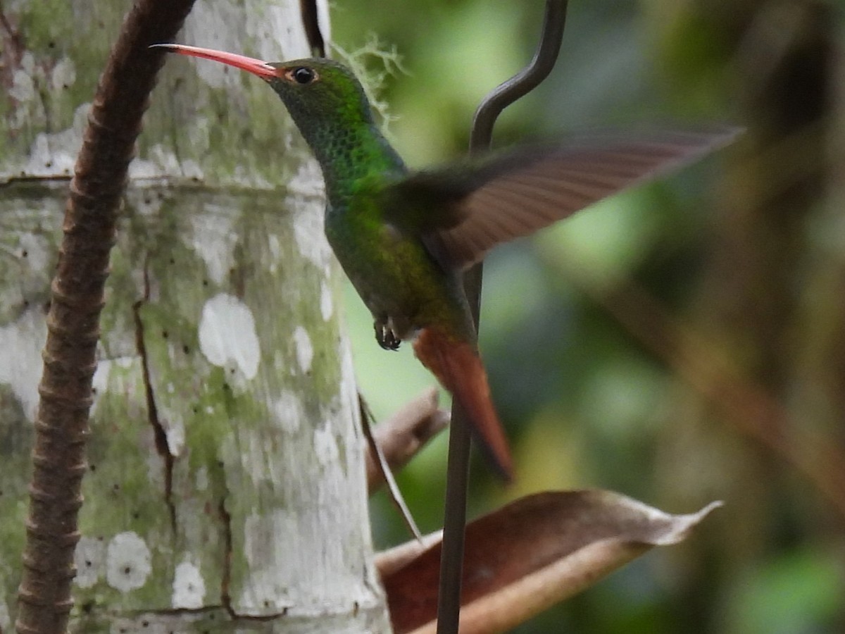 Rufous-tailed Hummingbird - ML512204991