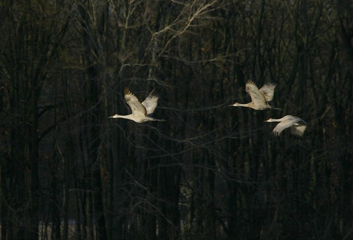 Sandhill Crane - Bill Hubick