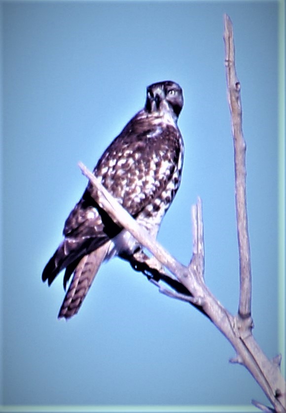 Red-tailed Hawk - ML512205841