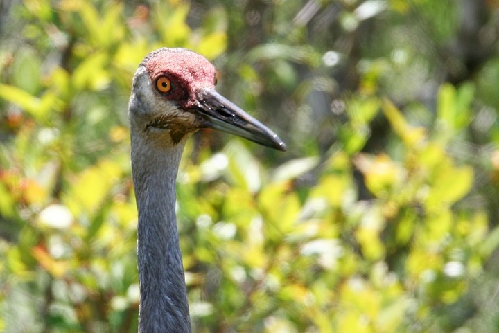 Sandhill Crane - Bill Hubick