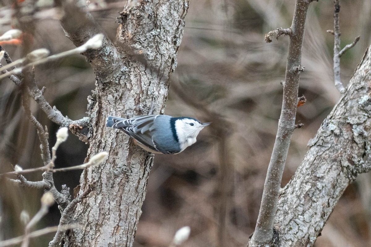 White-breasted Nuthatch - ML512209021