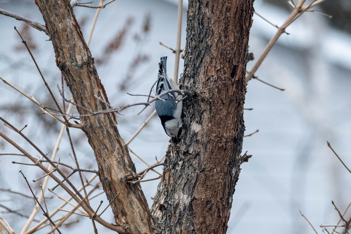 White-breasted Nuthatch - ML512209031