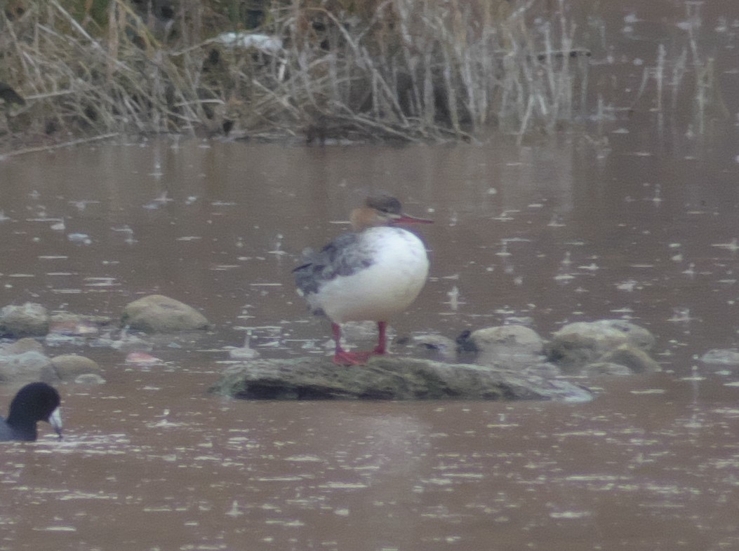 Red-breasted Merganser - ML512210921