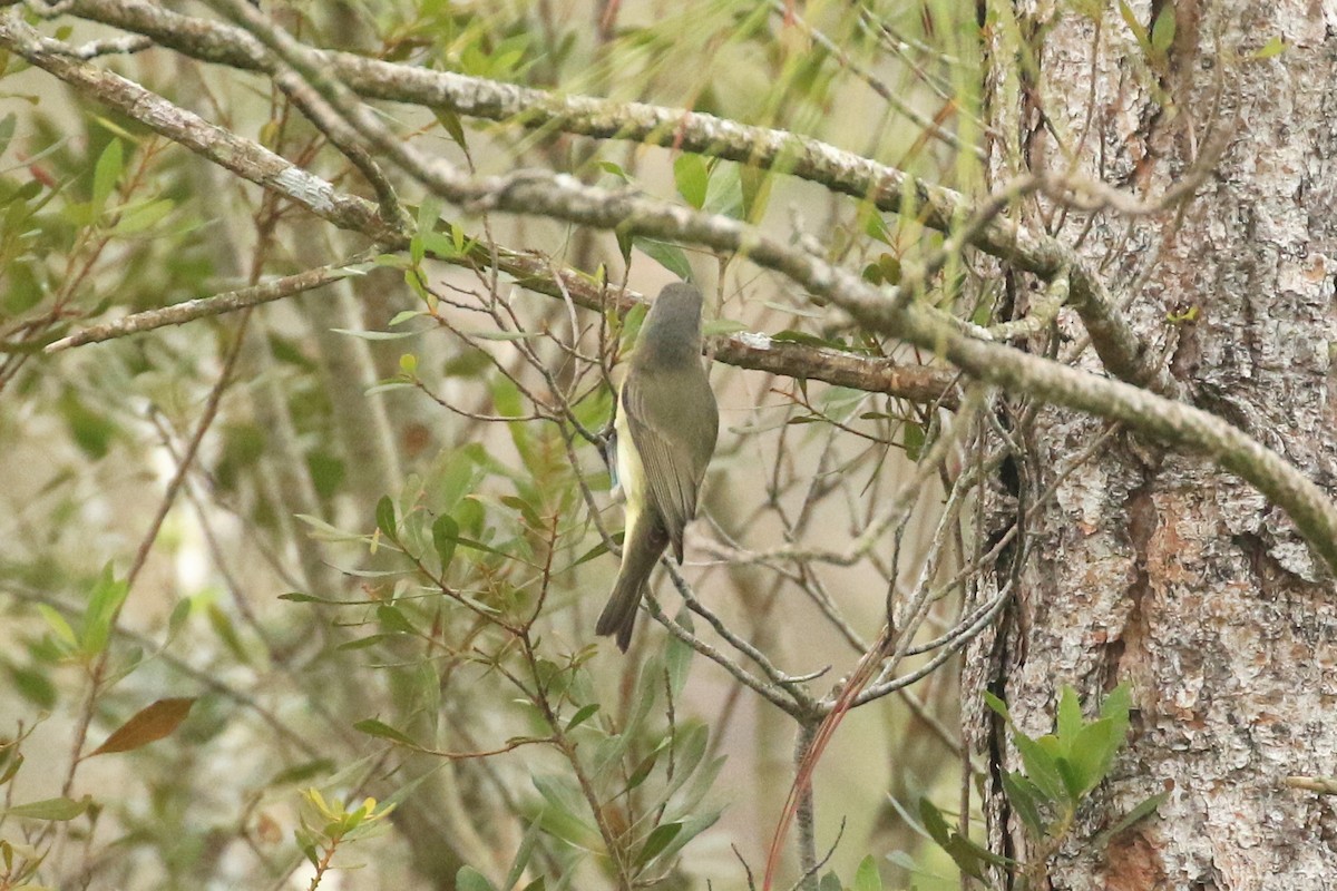 Warbling Vireo - Brenda Callaway