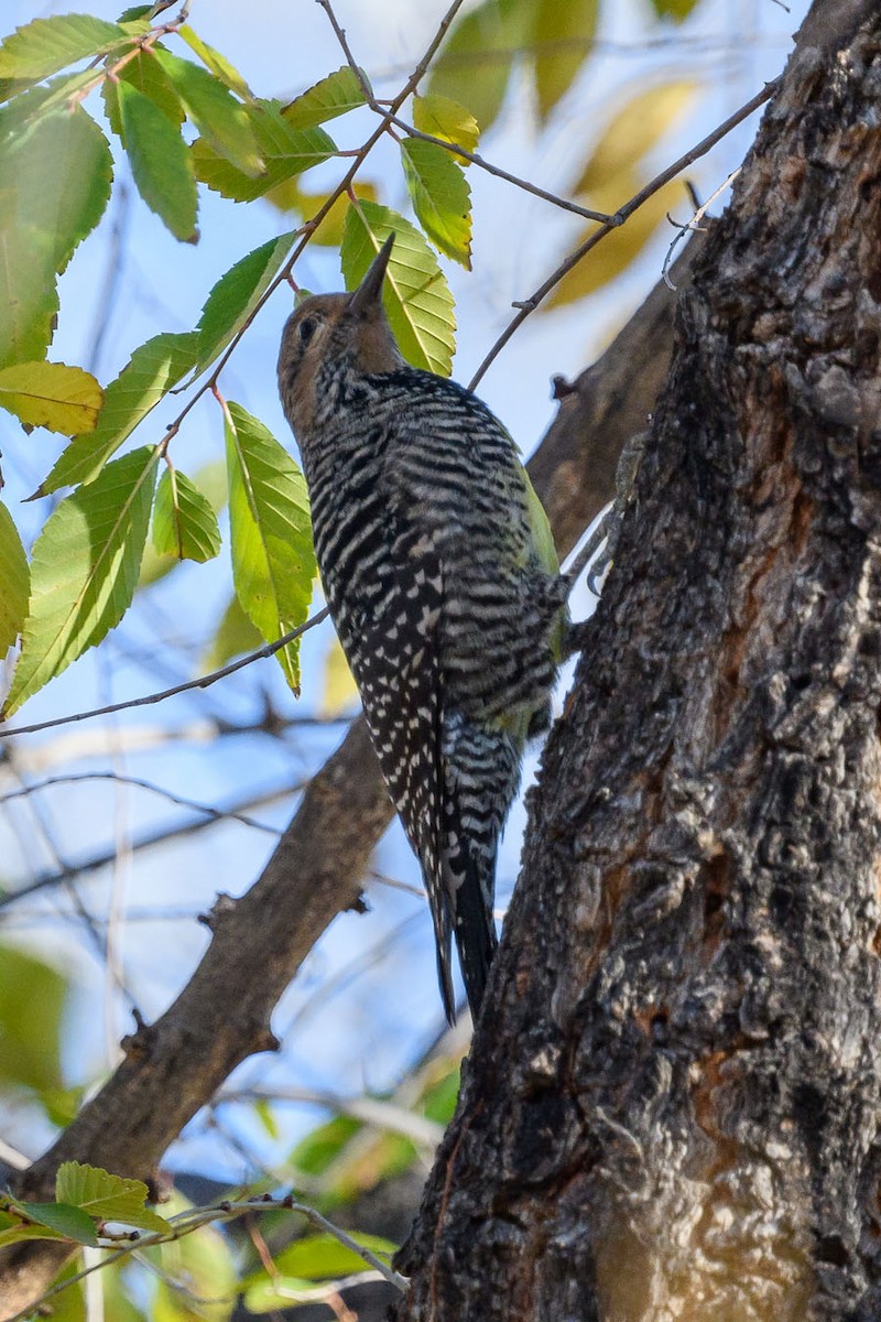 Williamson's Sapsucker - ML512212061