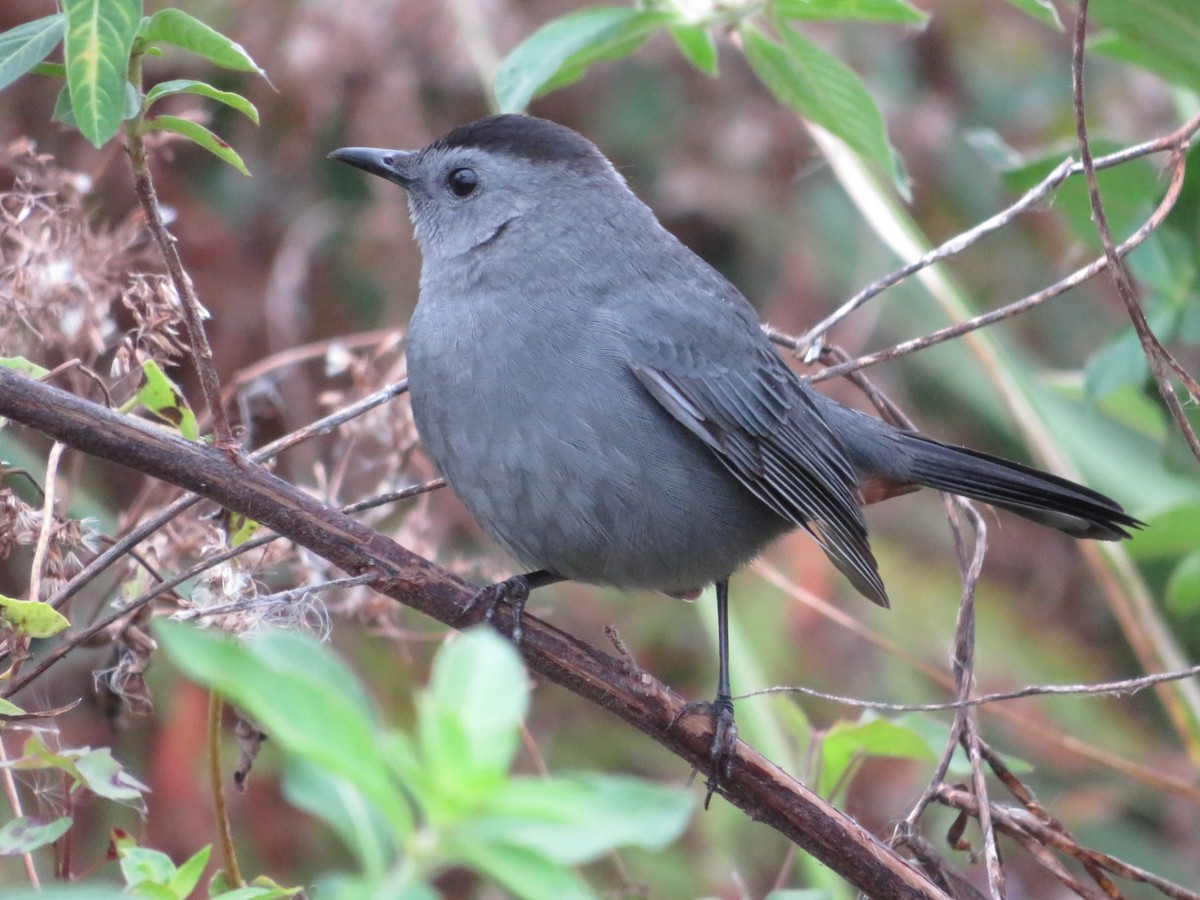 Gray Catbird - ML512215251