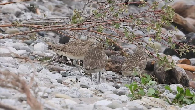 Regenbrachvogel (hudsonicus) - ML512215821