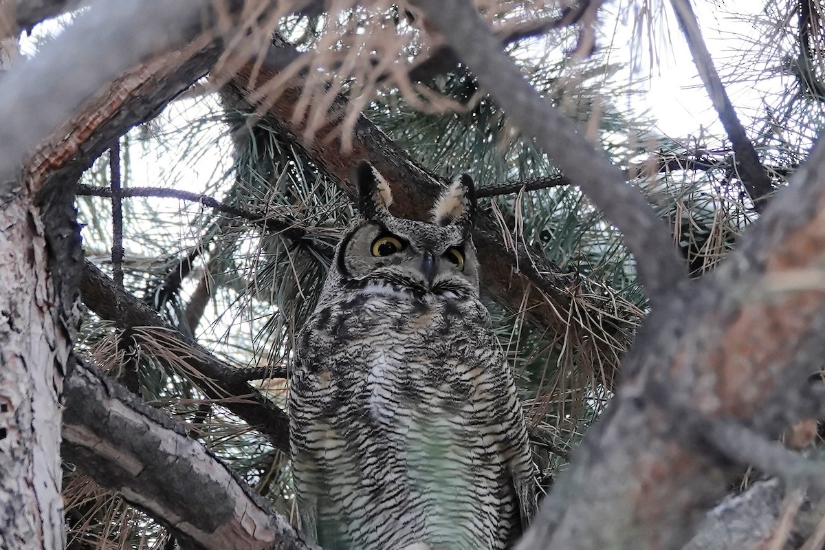 Great Horned Owl - Lee Burke