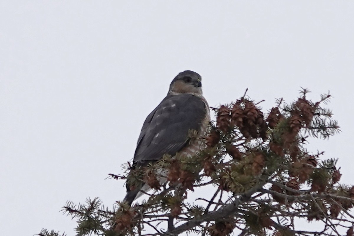 Sharp-shinned Hawk - Lee Burke