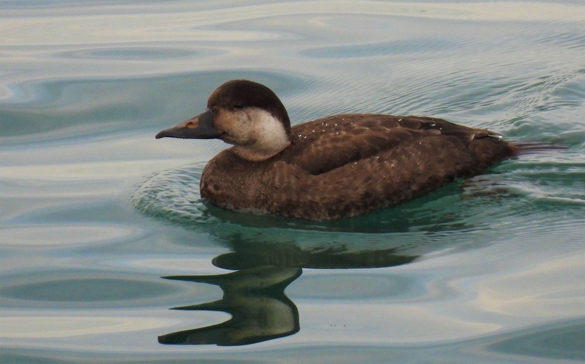 Common Scoter - ML512216771