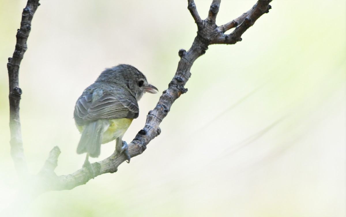 Bell's Vireo - ML512216911