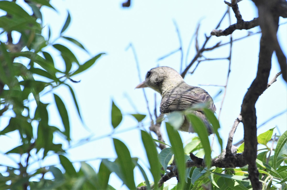 Bell's Vireo - ML512216921