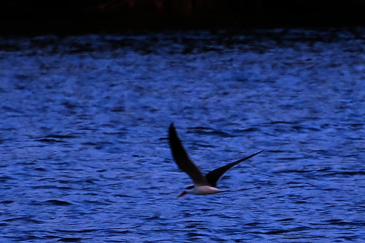 African Skimmer - ML512216931