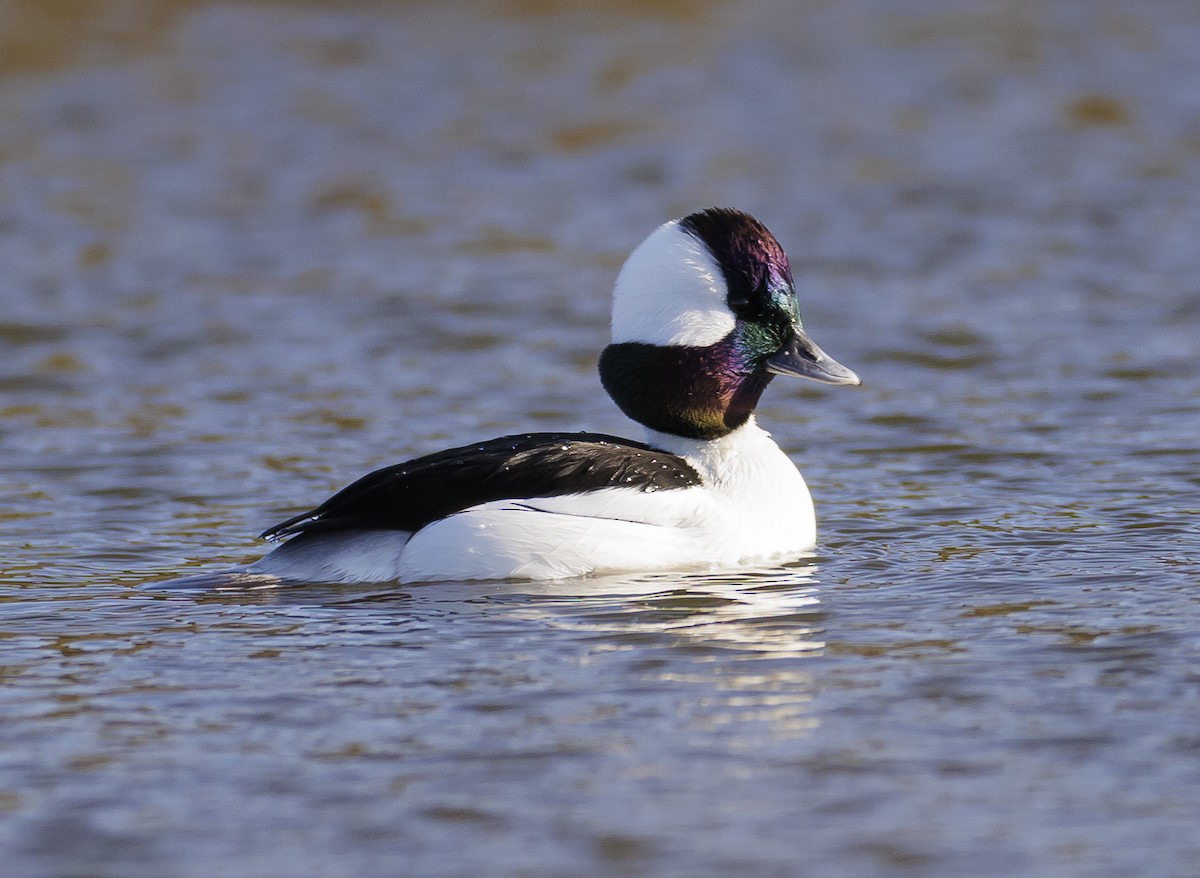 Bufflehead - Ian McDonald