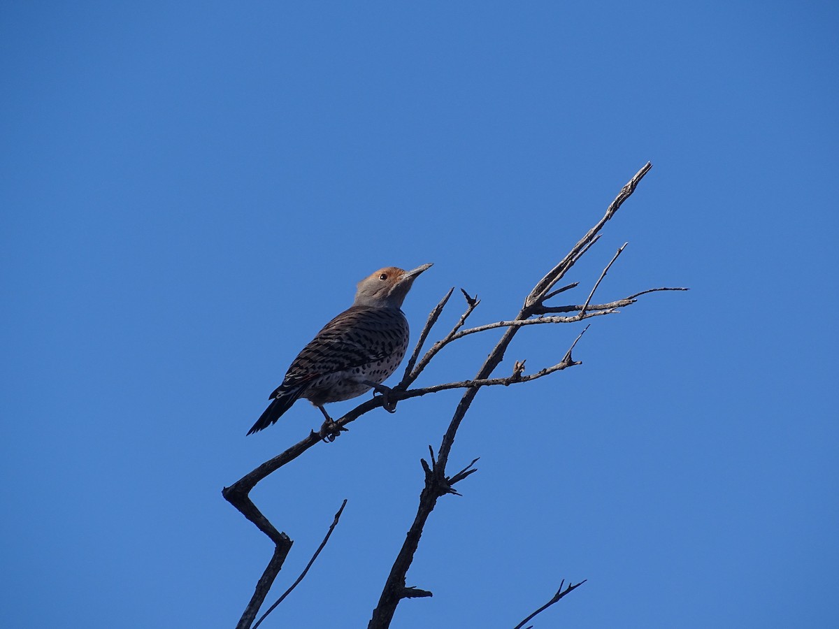 Northern Flicker - ML512218051