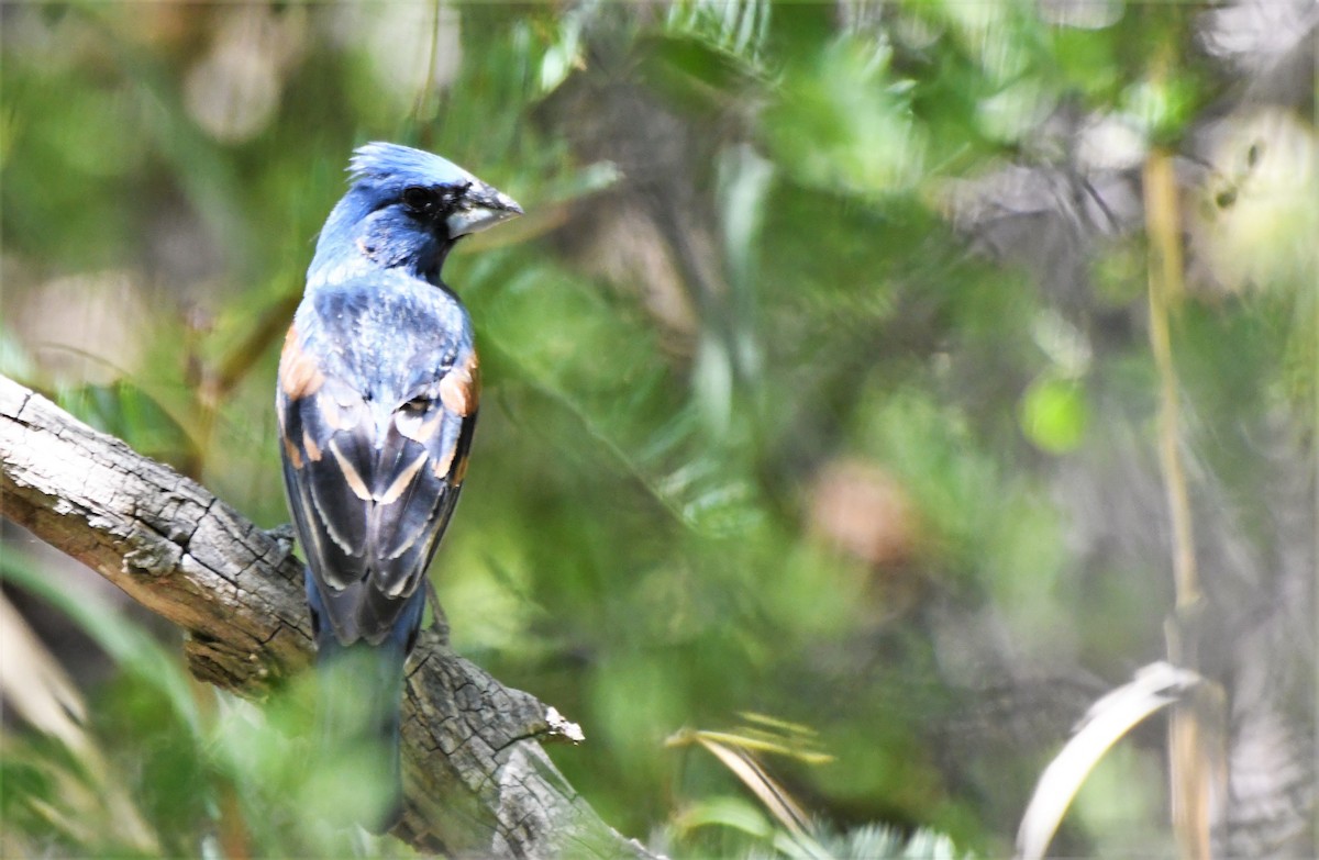 Blue Grosbeak - ML512218241