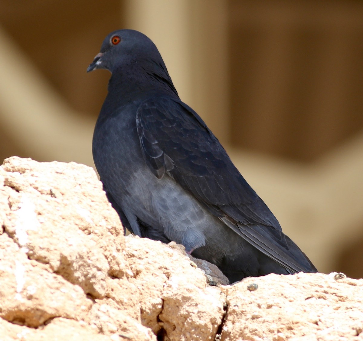 Rock Pigeon (Feral Pigeon) - ML512218441