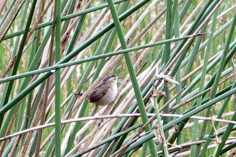 Marsh Wren - ML512218911