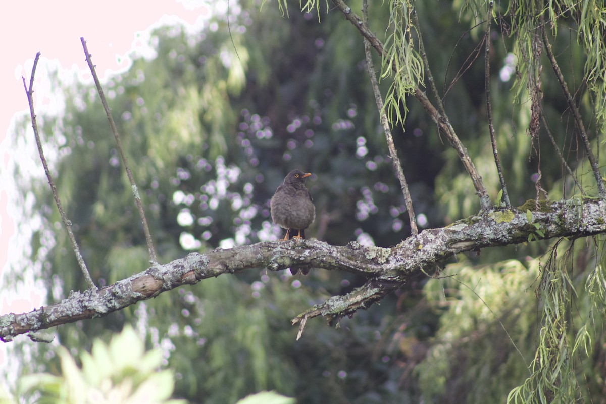 Great Thrush - Simón Santos