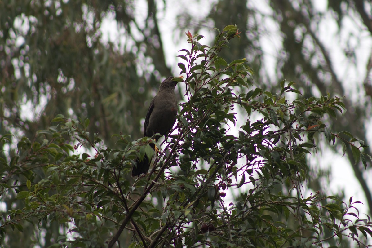 Great Thrush - Simón Santos