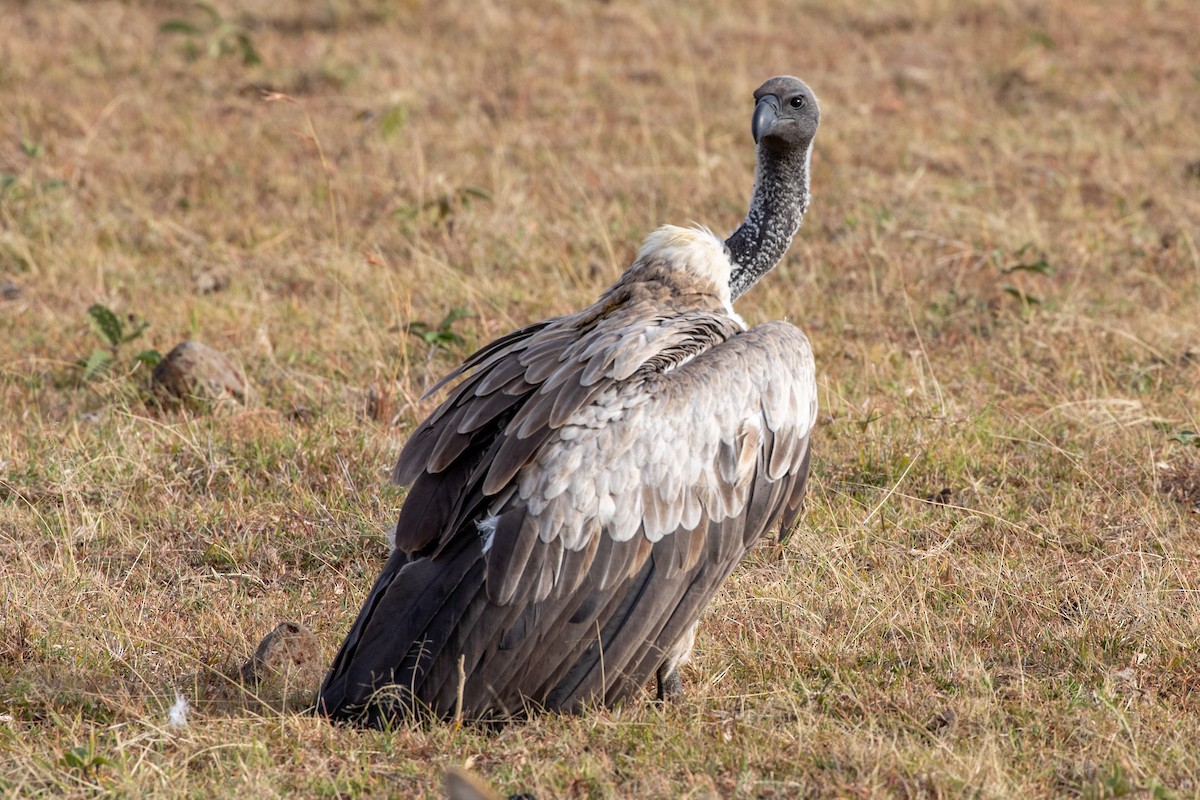 White-backed Vulture - ML512219481