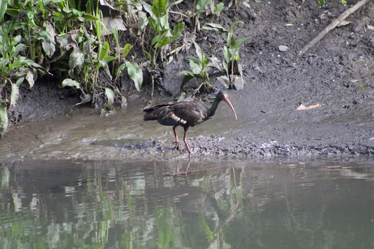 Bare-faced Ibis - Simón Santos