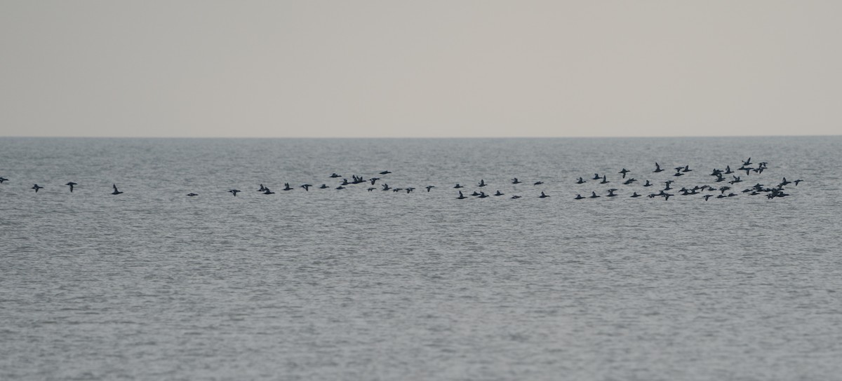 White-winged Scoter - ML512220011