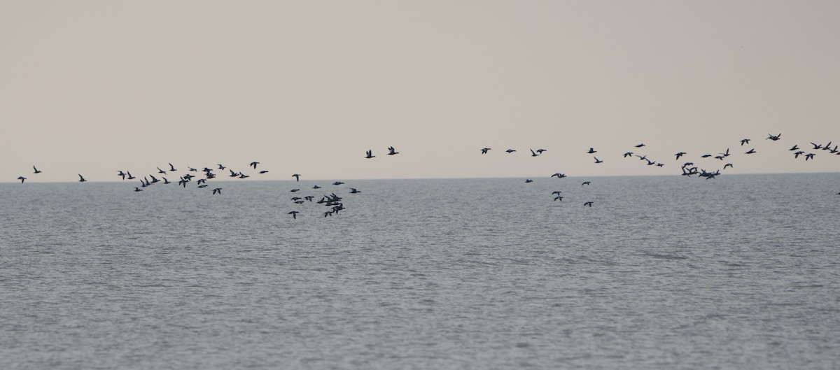 White-winged Scoter - ML512220031