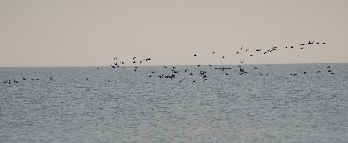 White-winged Scoter - ML512220051