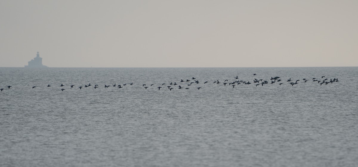 White-winged Scoter - ML512220071