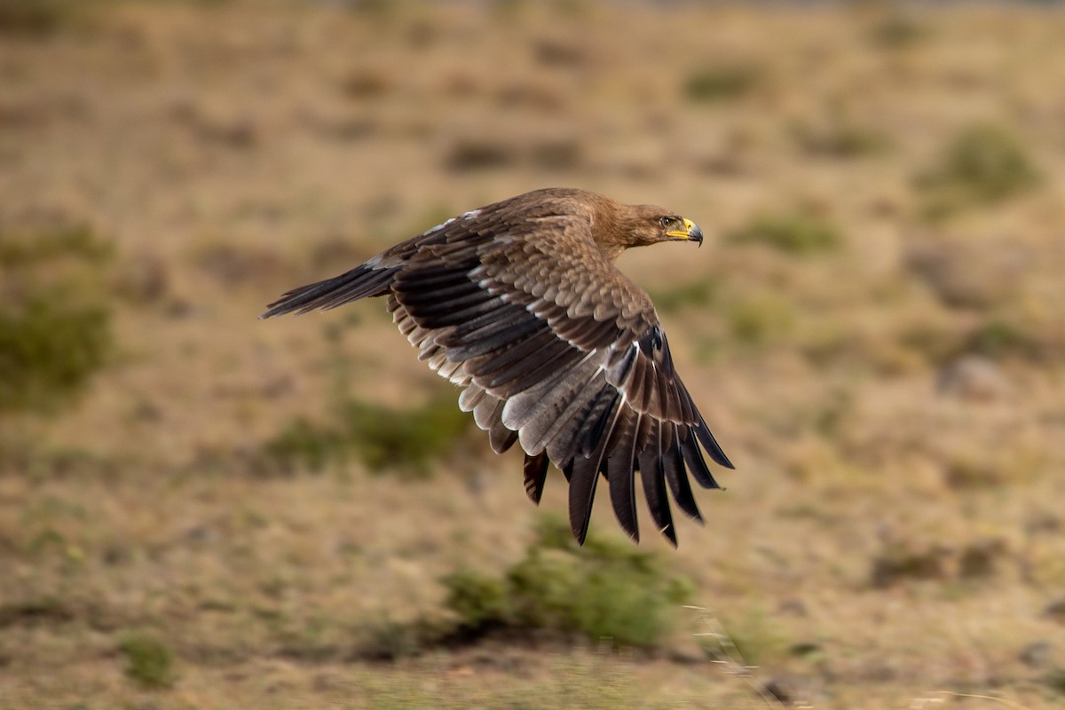 Tawny Eagle - ML512220361