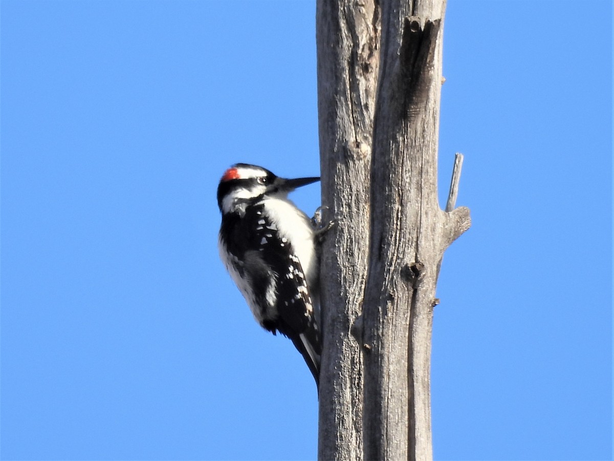 Hairy Woodpecker - ML512220381