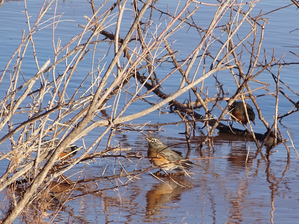 American Robin - ML512220691