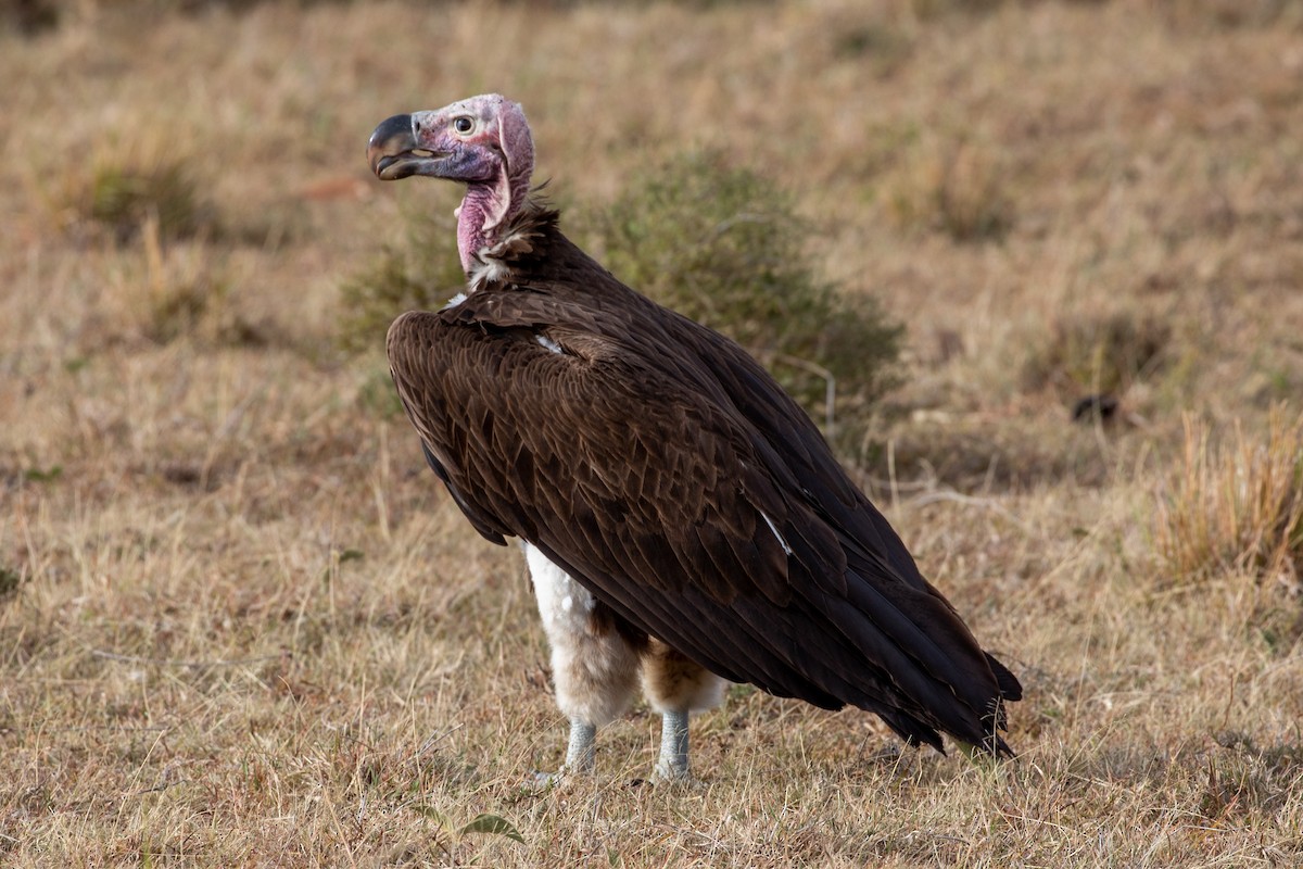 Lappet-faced Vulture - ML512220911