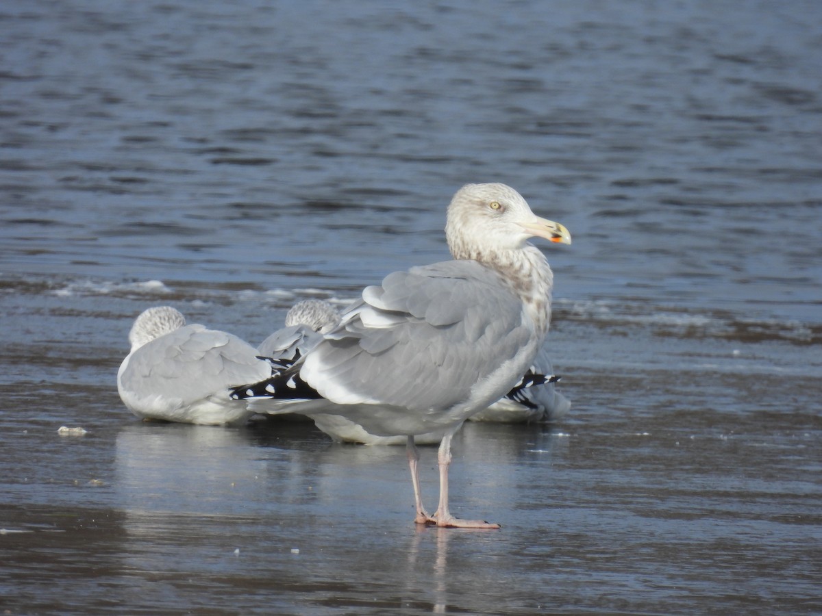 Gaviota Argéntea - ML512221361