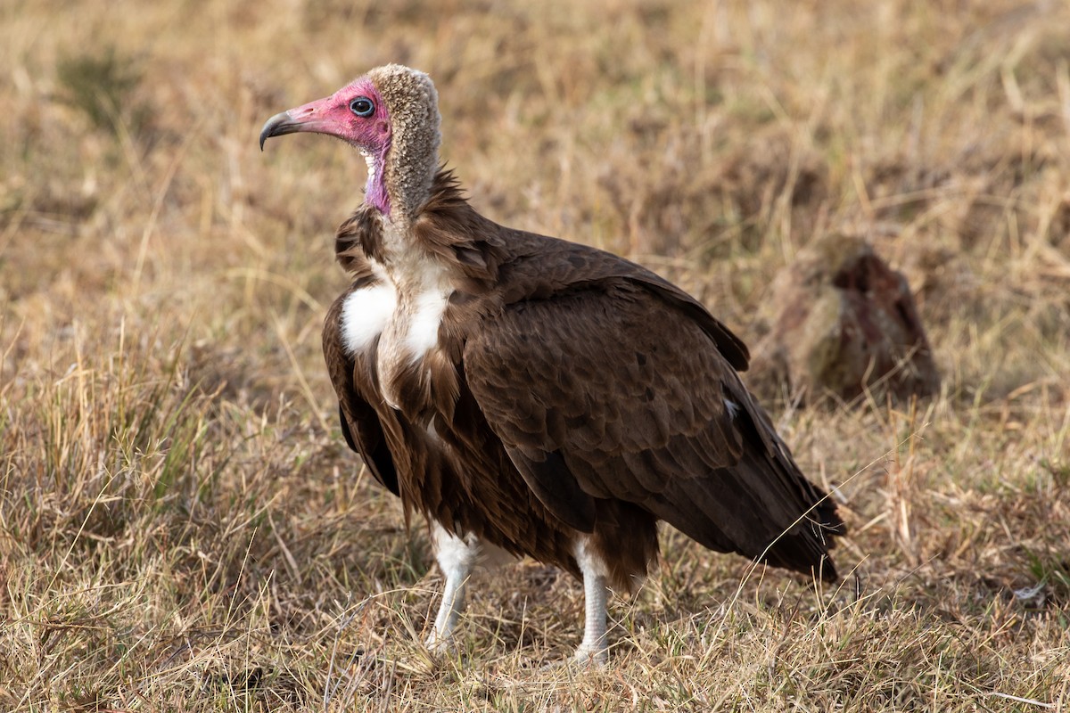 Hooded Vulture - ML512221571