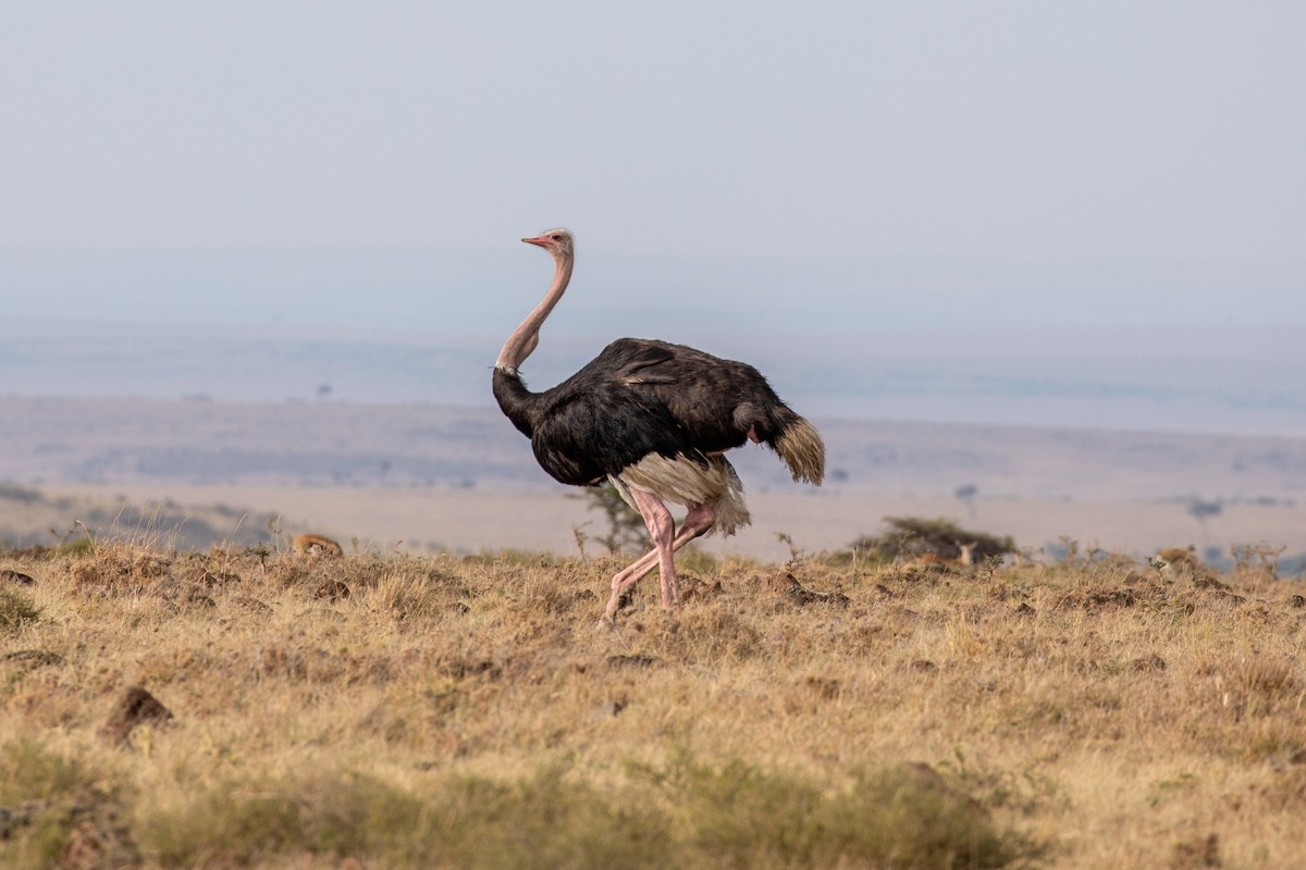 Common Ostrich - ML512221971