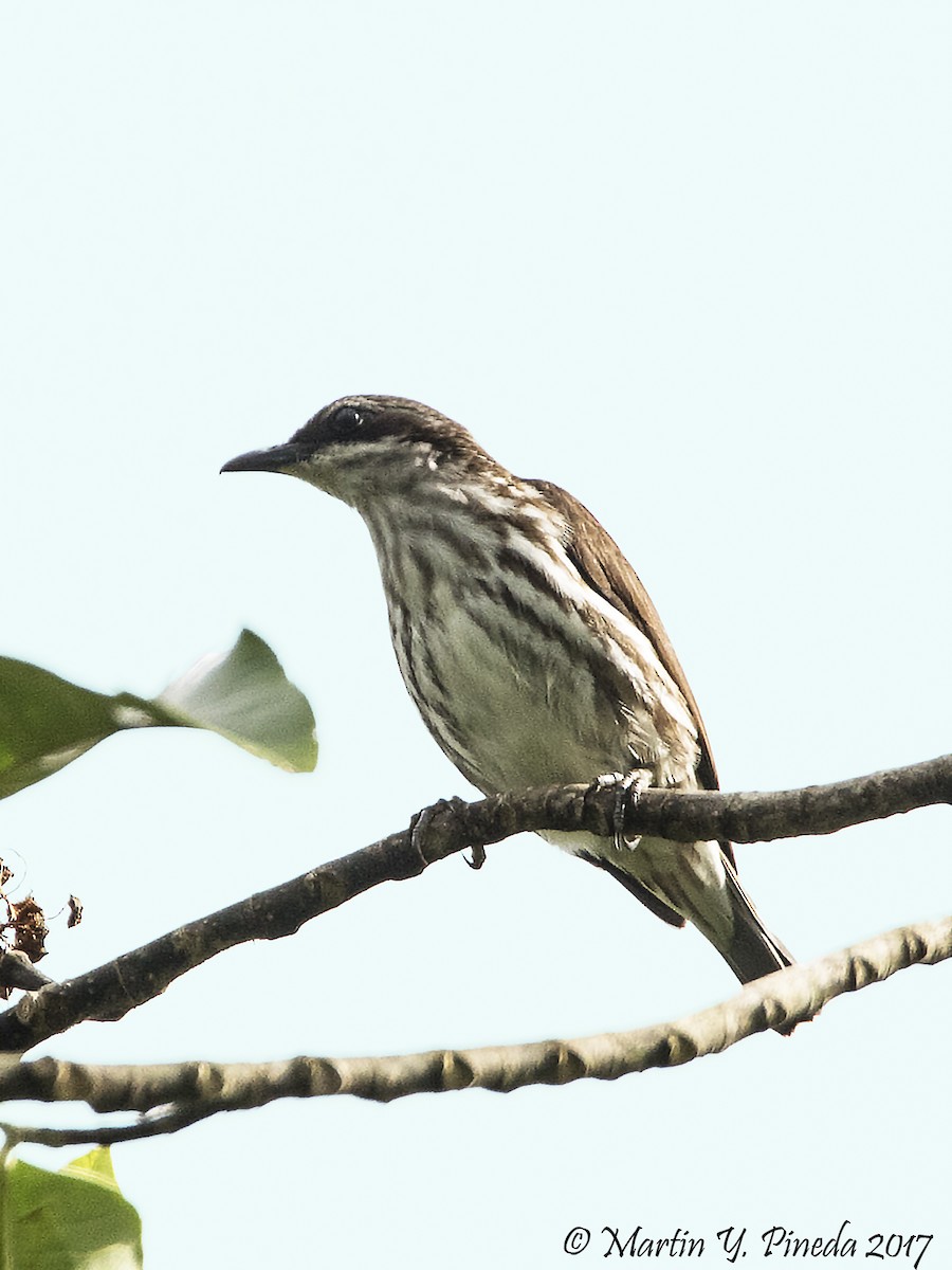 Stripe-breasted Rhabdornis - Martin Pineda