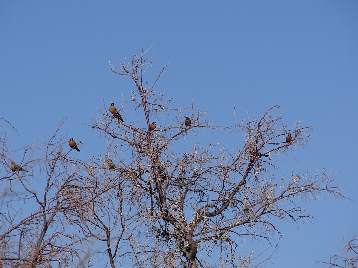 American Robin - ML512223051