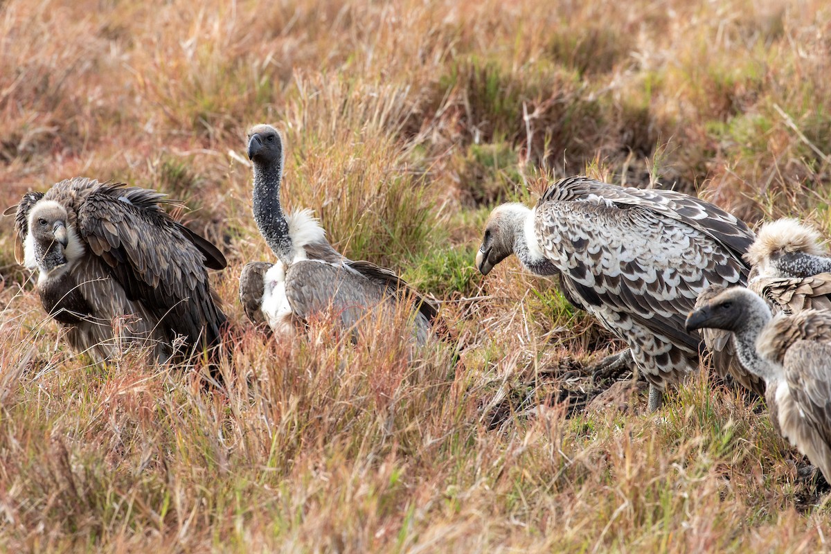 Rüppell's Griffon - ML512223451