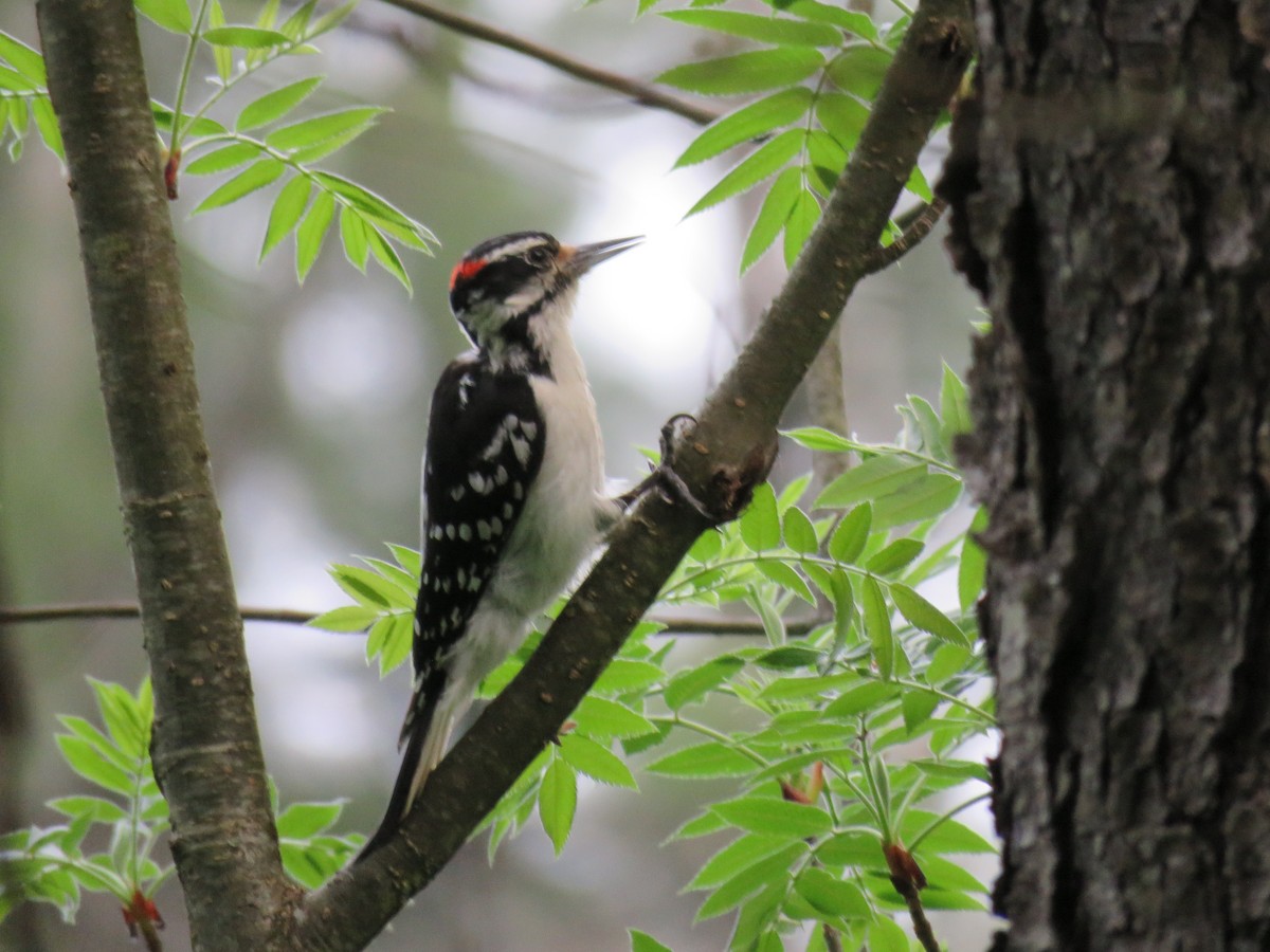 Hairy Woodpecker - Marie  Adams