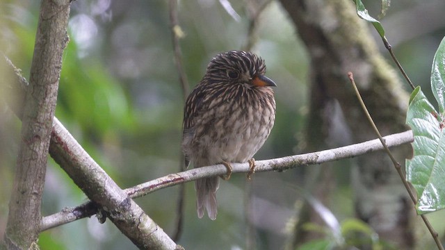 White-chested Puffbird - ML512224501