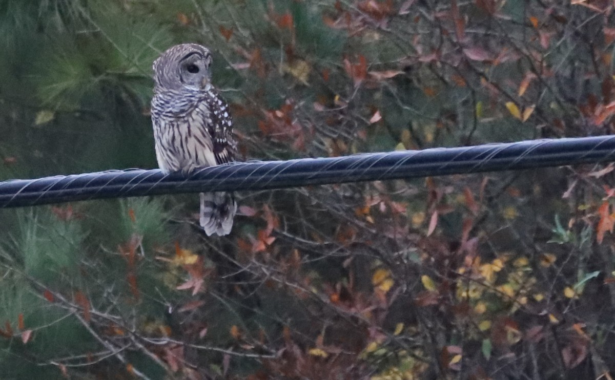 Barred Owl - Rob Bielawski