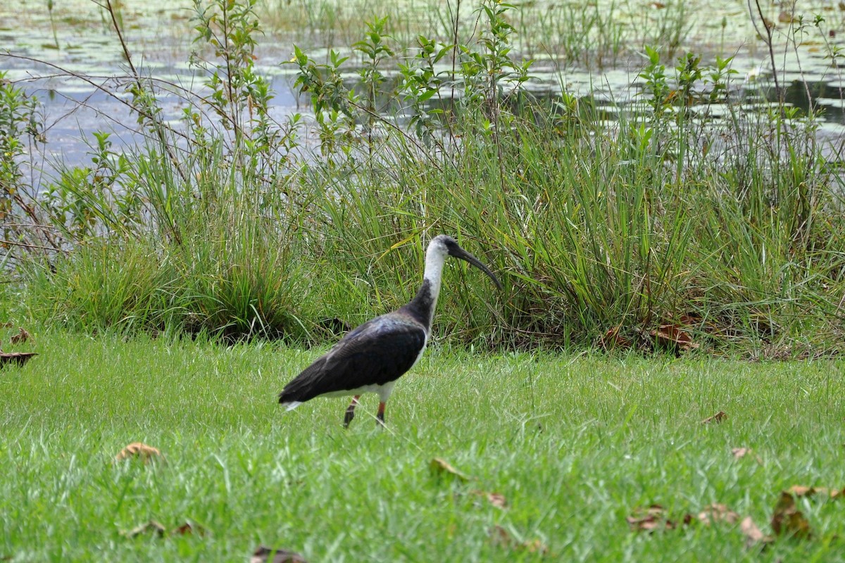 ibis slámokrký - ML512224841