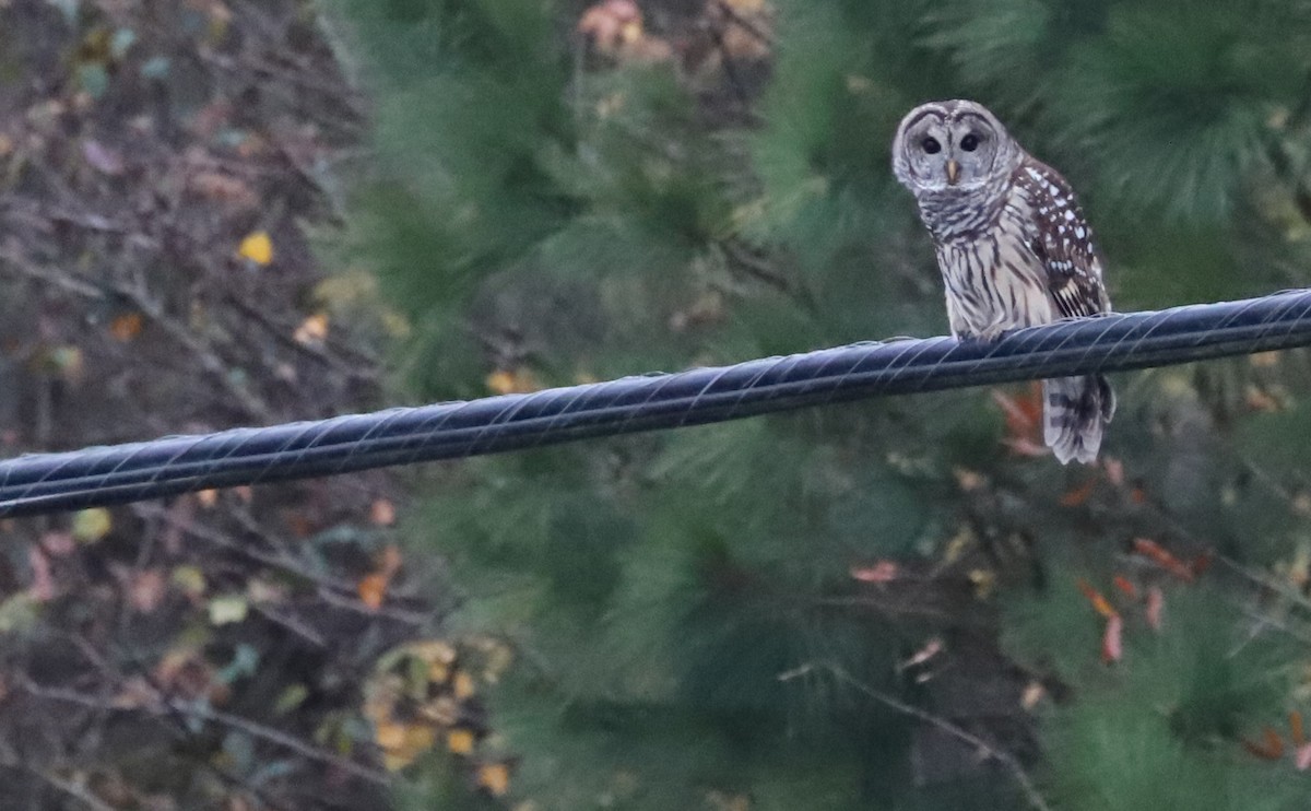 Barred Owl - ML512224971