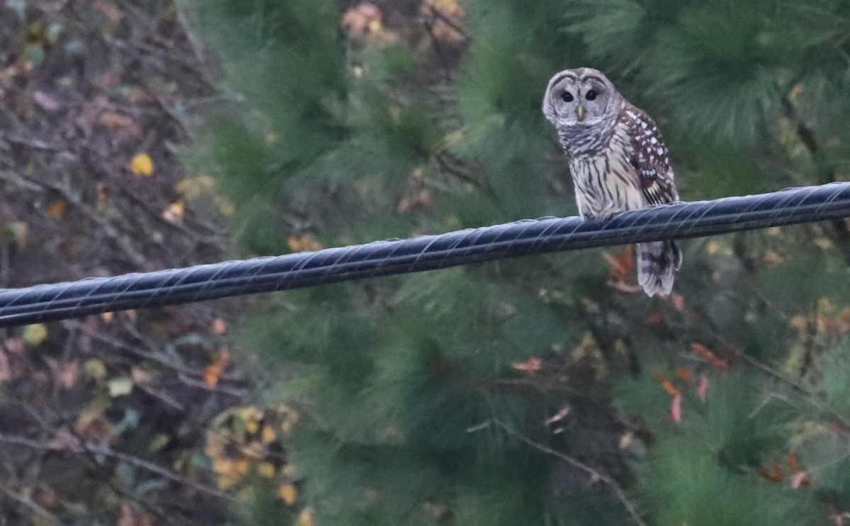 Barred Owl - ML512225101