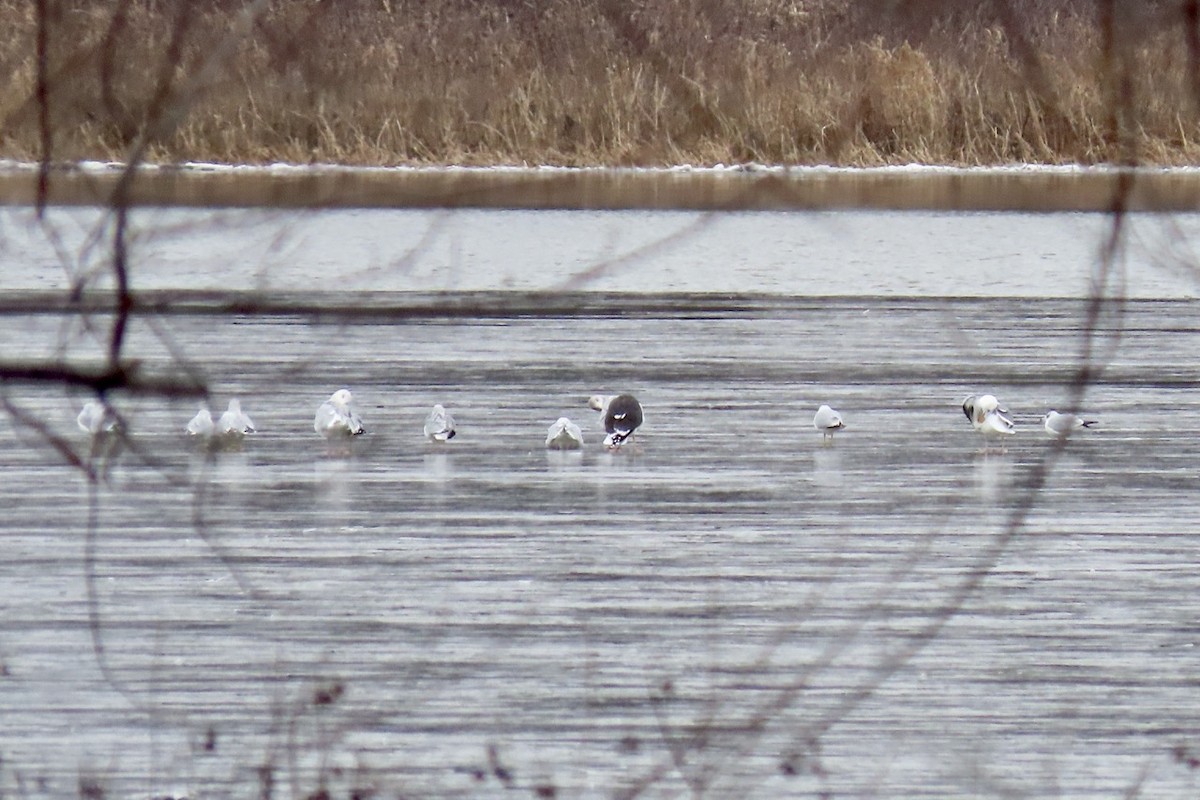 Great Black-backed Gull - ML512225701