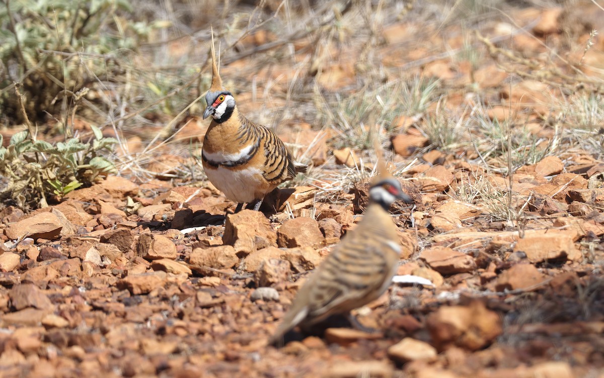 Spinifex Pigeon - ML512226181