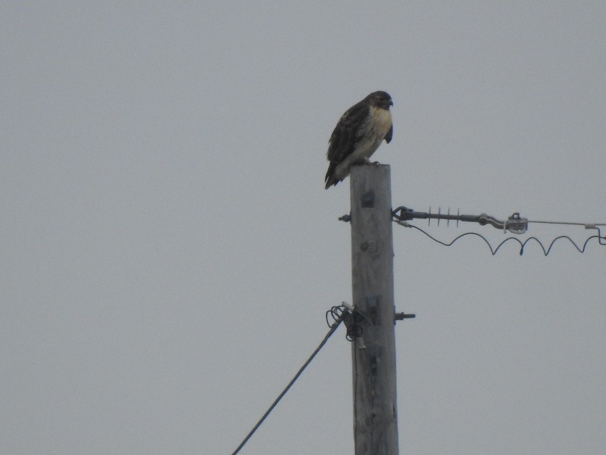 Red-tailed Hawk (borealis) - ML512226271