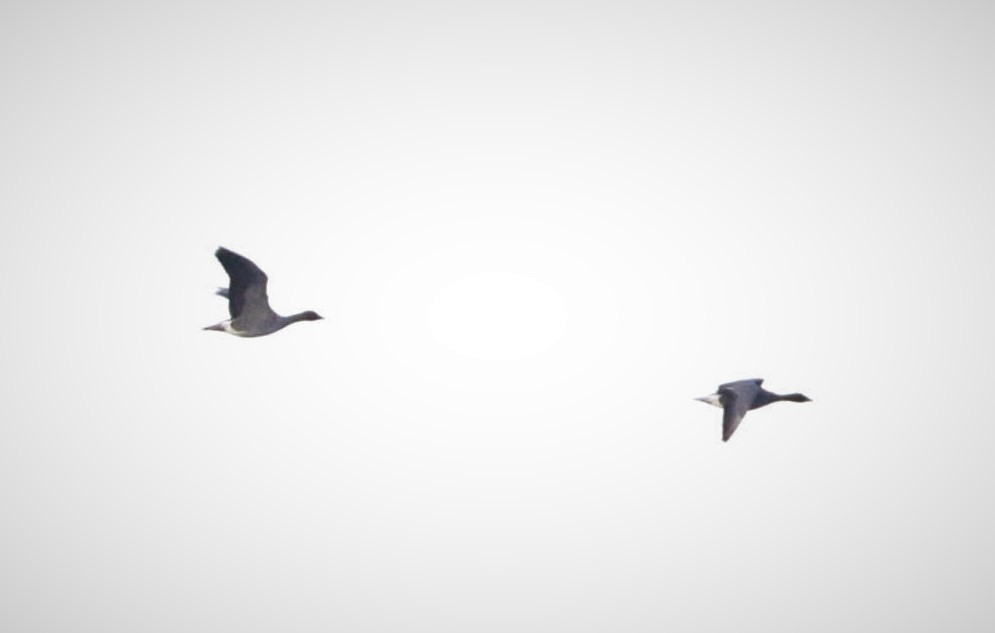 Pink-footed Goose - aidan vidal